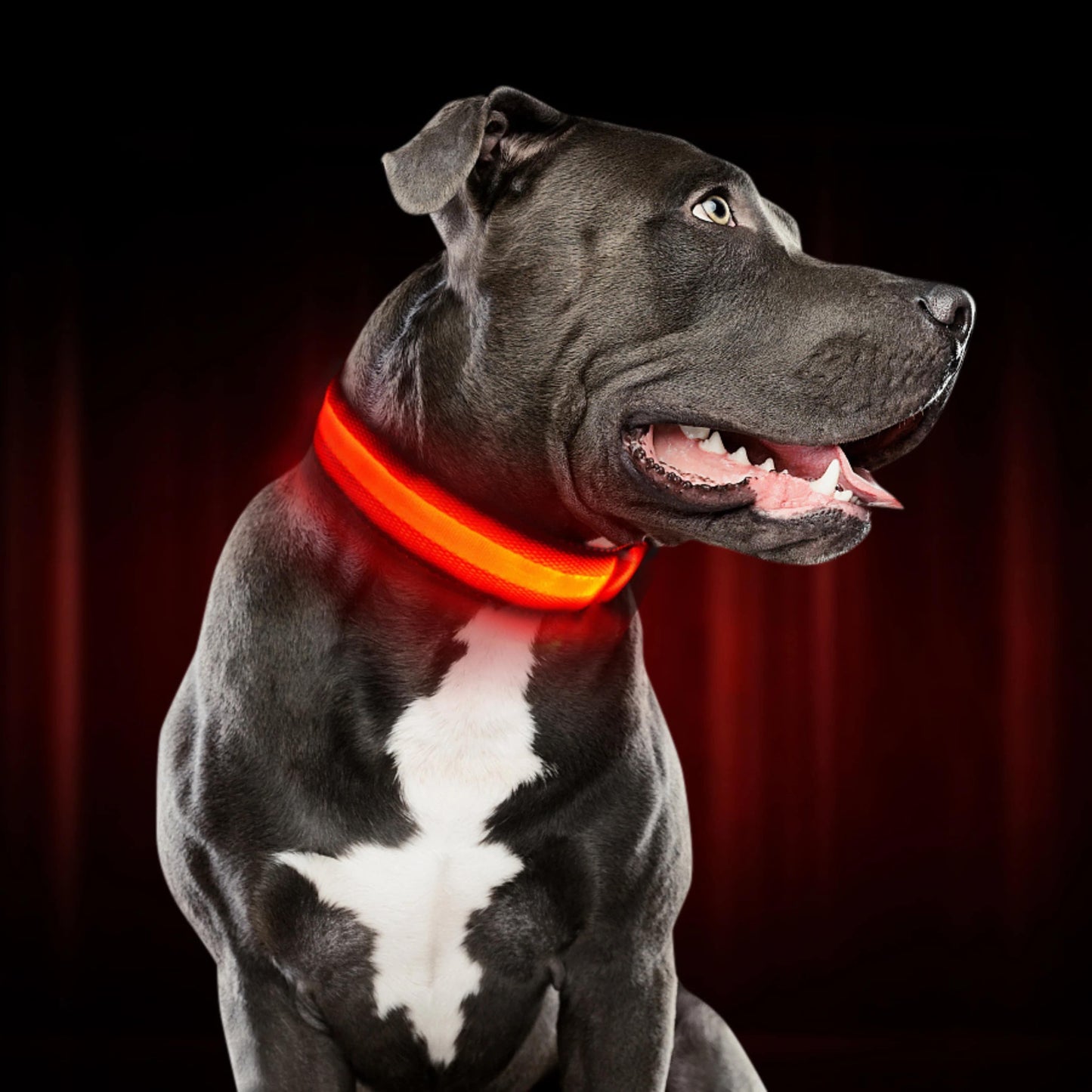 Leuchthalsband für Hunde | LED Hundehalsband | GlowHund